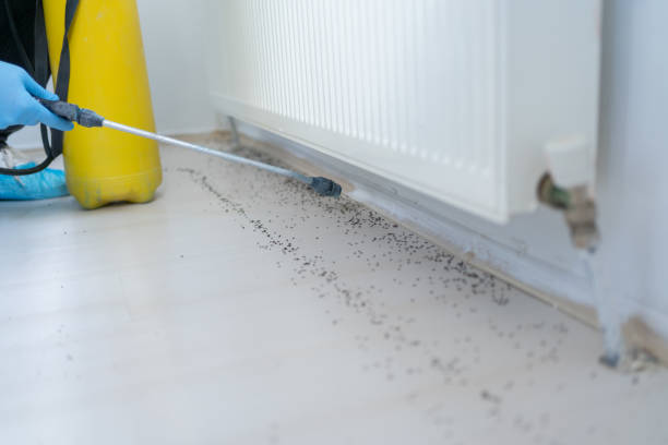 Best Rat Extermination Near Me  in Swoyersville, PA