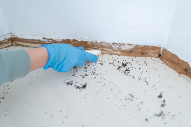 Best Flea Control Services  in Swoyersville, PA